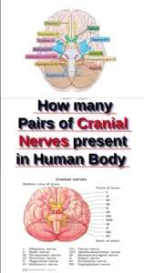 How many Pairs of Cranial Nervers present in the Human Body?