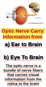 Optic Nerve Carry information from............ to ............